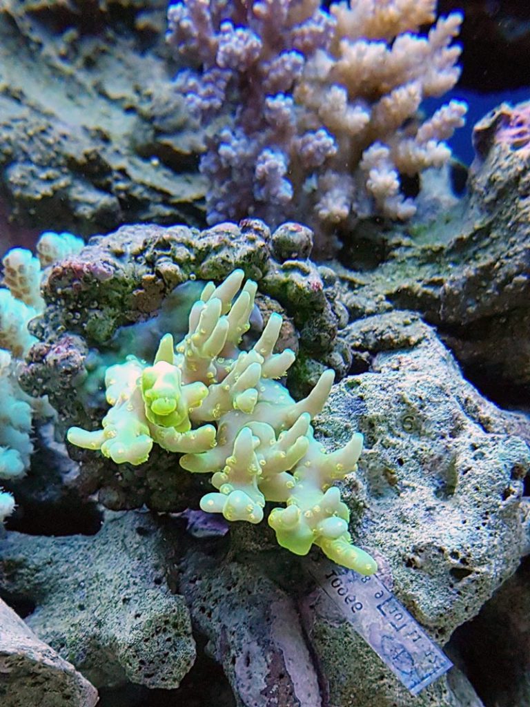 Corallo acropore