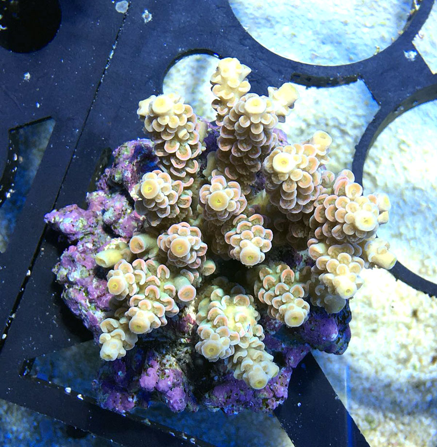 Corallo Acropora